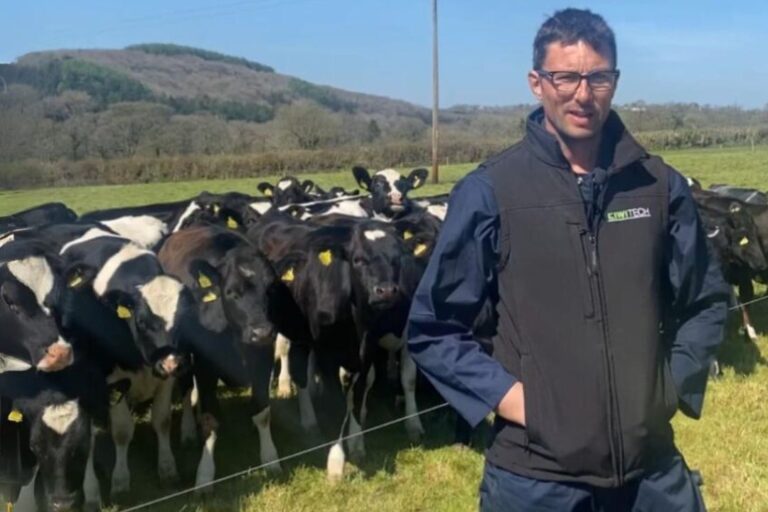 Utilisation de la clôture électrique Kiwitech pour tout élévage - ici avec des vaches
