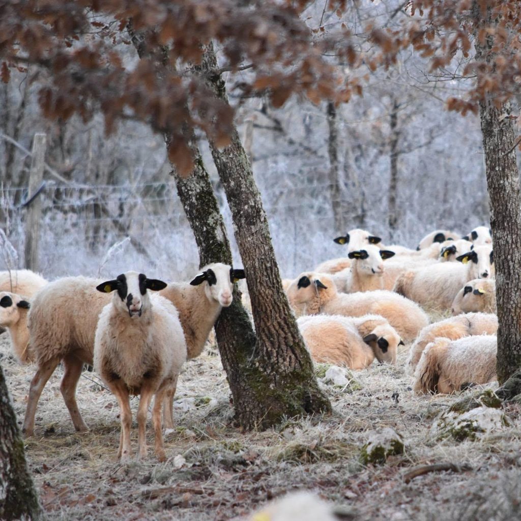 Brebis en plein air toute l'année - Technopâturage à la Ferme de Fargues