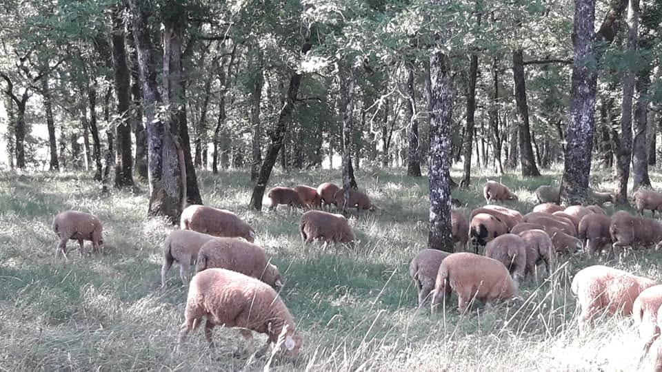 Les brebis entretiennent la forêt du causse