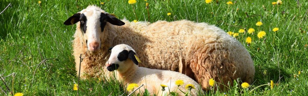 Brebis et agneau Causses du Lot de l'exploitation FGargues à Cabrerets