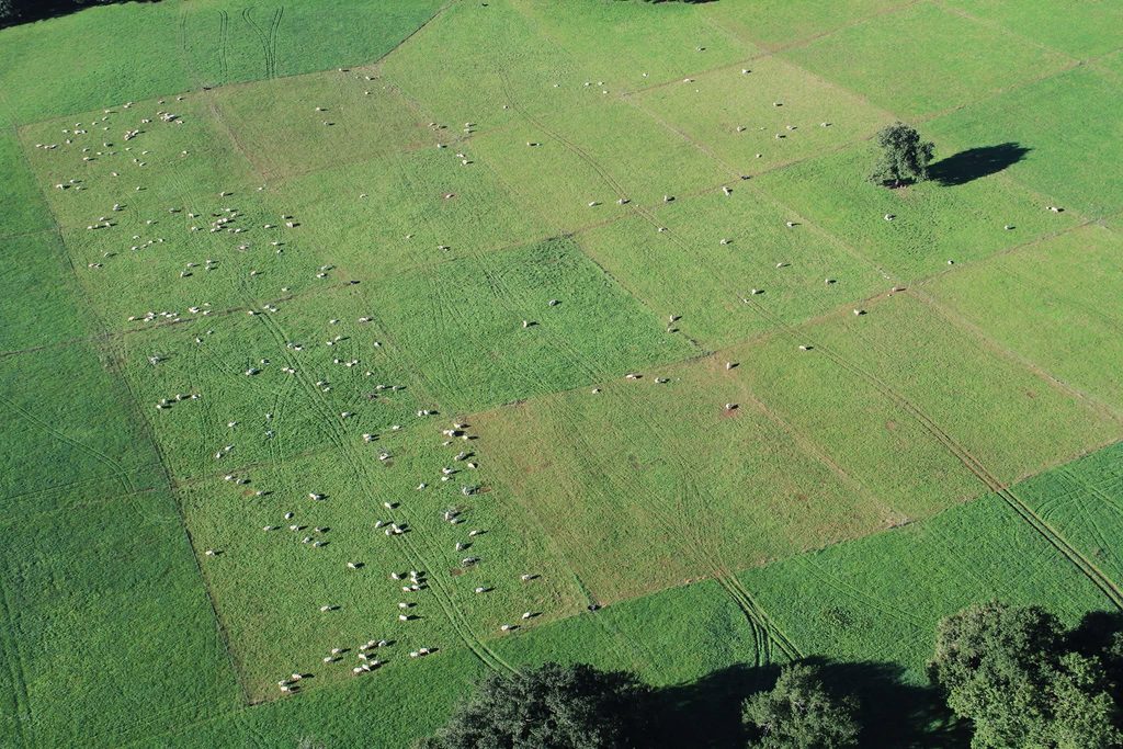 Optimisation du rendement par le pâturage rationné à la Ferme de Fargues, grâce aux clôtures électriques Kiwitech
