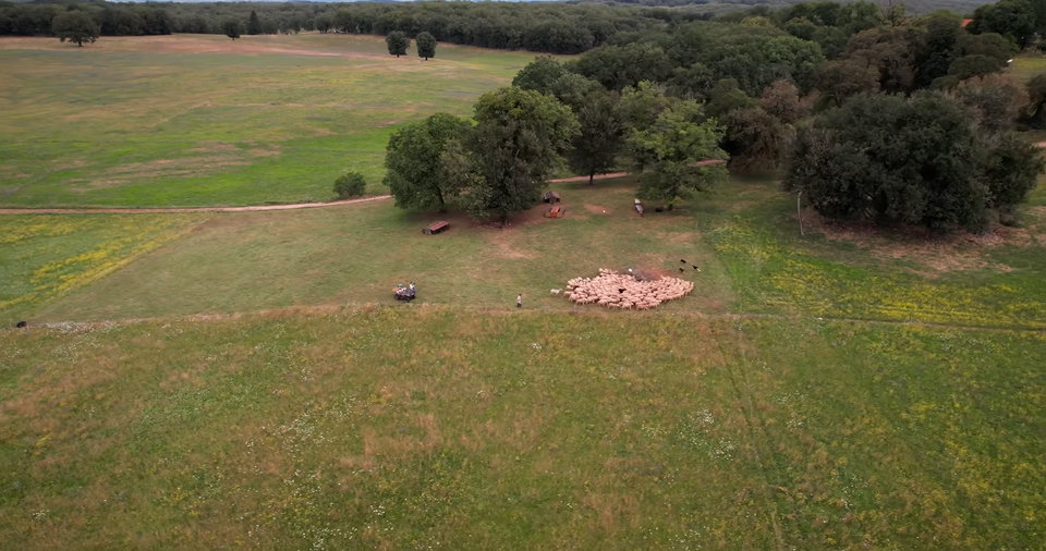 Technopâturage : le pâturage tournant dynamique à la Ferme de Fargues, avec la clôture mobile Kiwitech